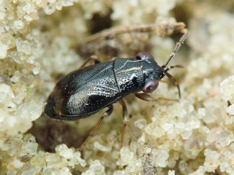 Geocoris ater (Fabricius, 1787)